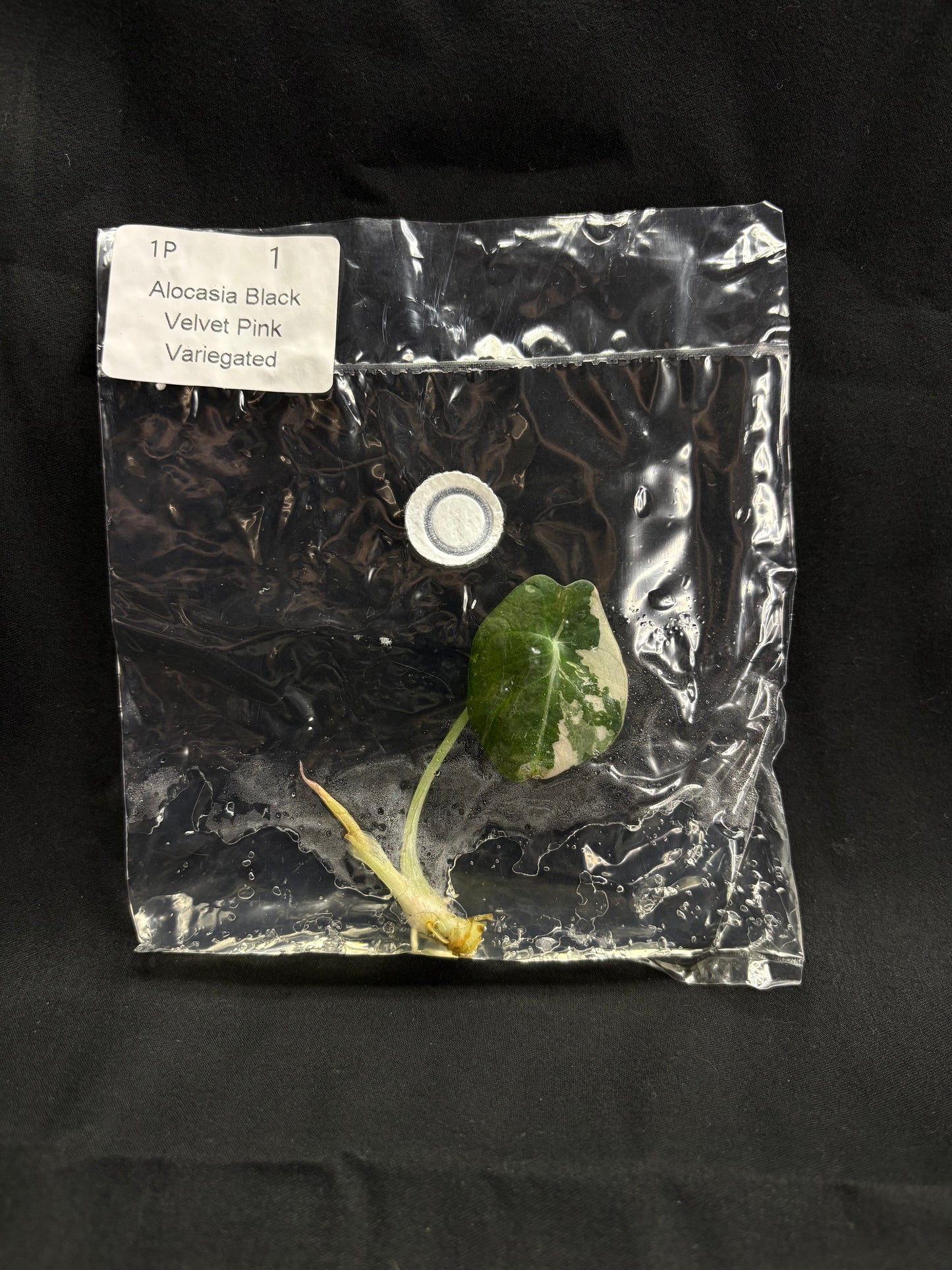 Alocasia Black Velvet Pink Variegated TC (in vitro)