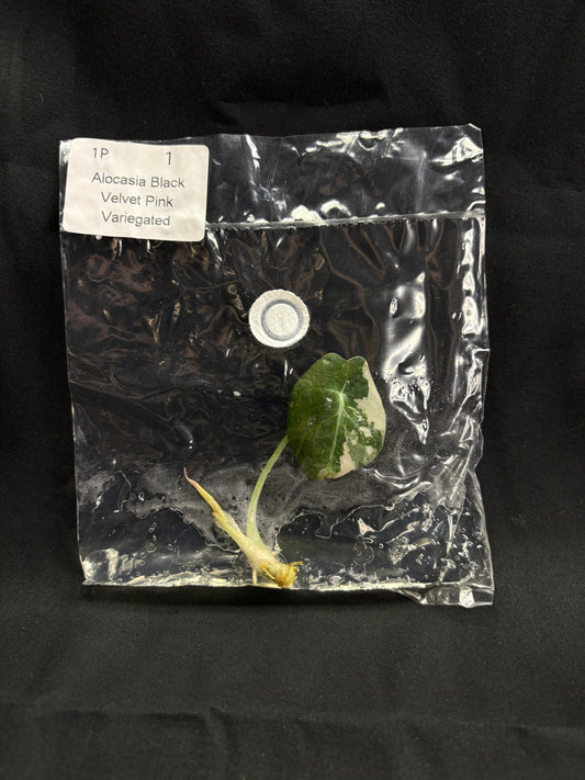 Alocasia Black Velvet Pink Variegated TC (in vitro)
