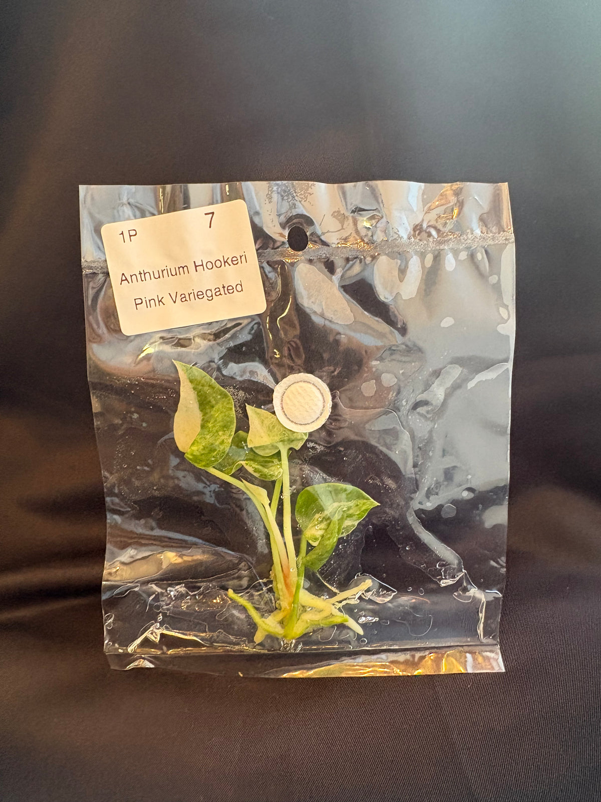 Anthurium Hookeri Pink Variegated TC (in vitro)