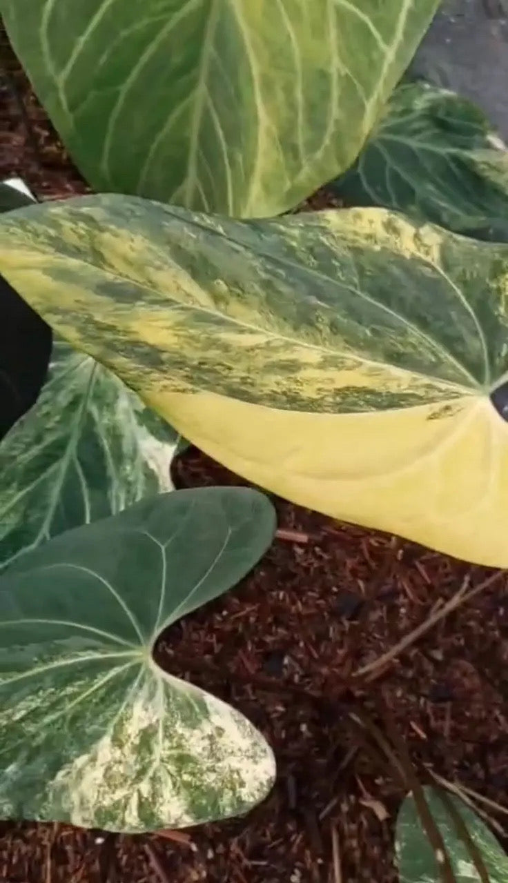 Community pot (Pap x Portillae) x Fort Sherman variegated ~65 plants