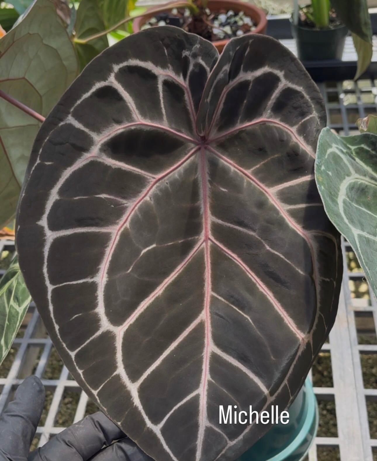 Anthurium Wonderboy x Michelle