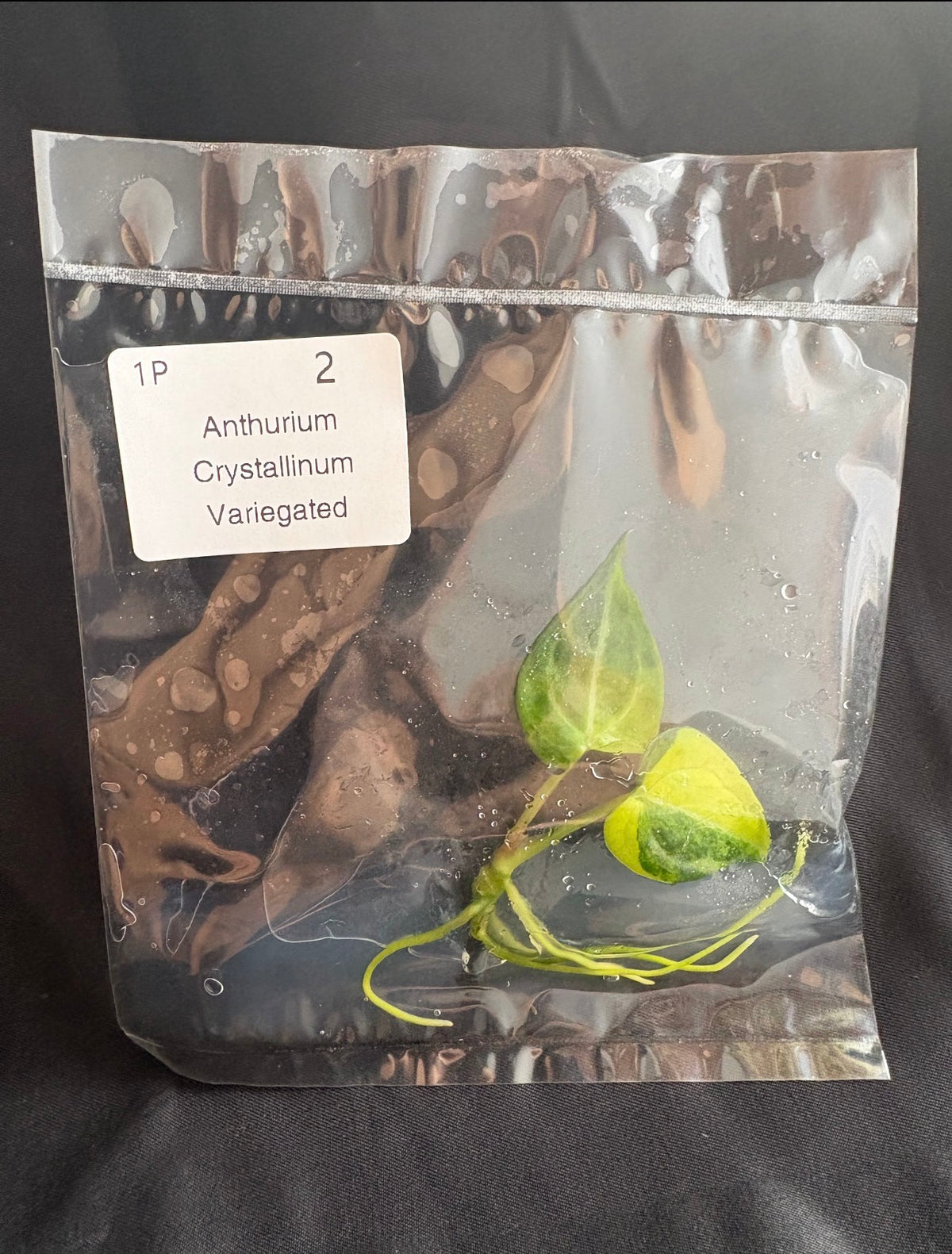 Variegated Anthurium Dark Phoenix TC (in vitro)