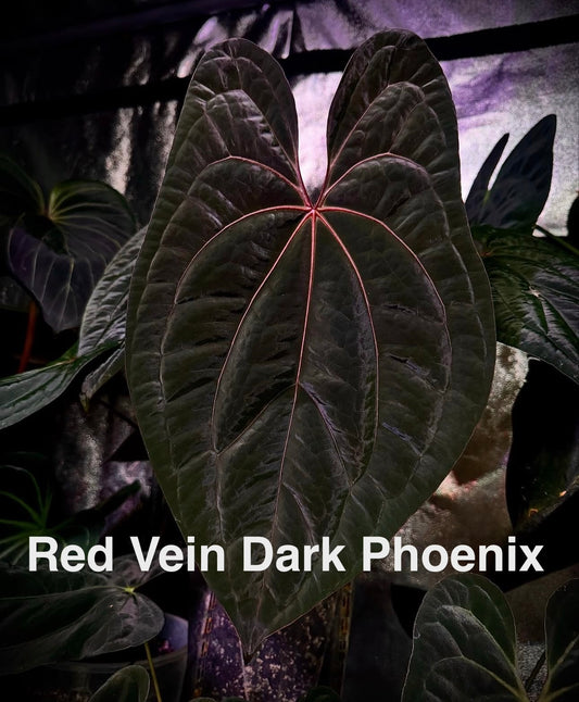 Anthurium sp. Napo x Anthurium Red Vein Dark Phoenix TC