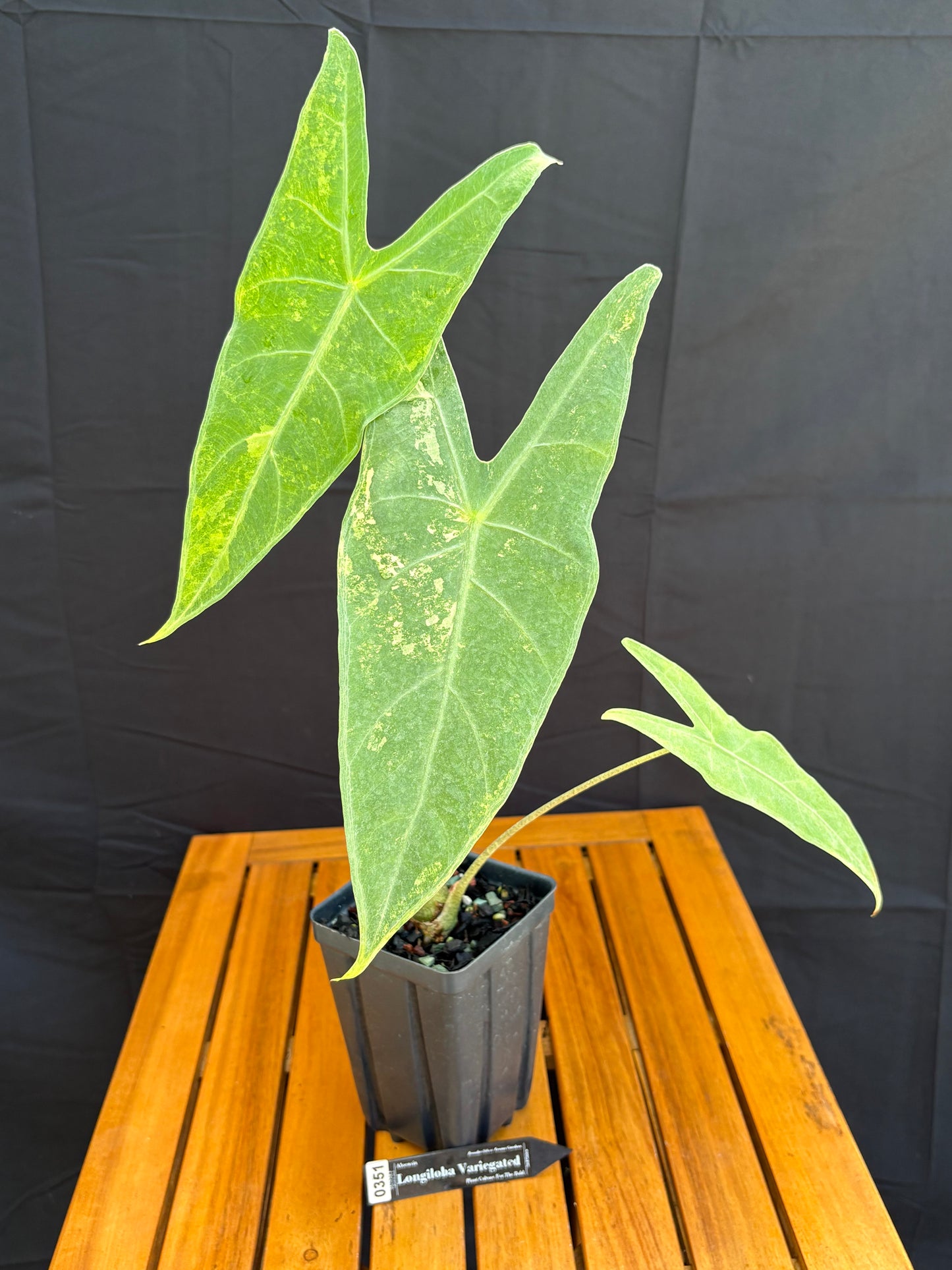 Alocasia Longiloba Variegated