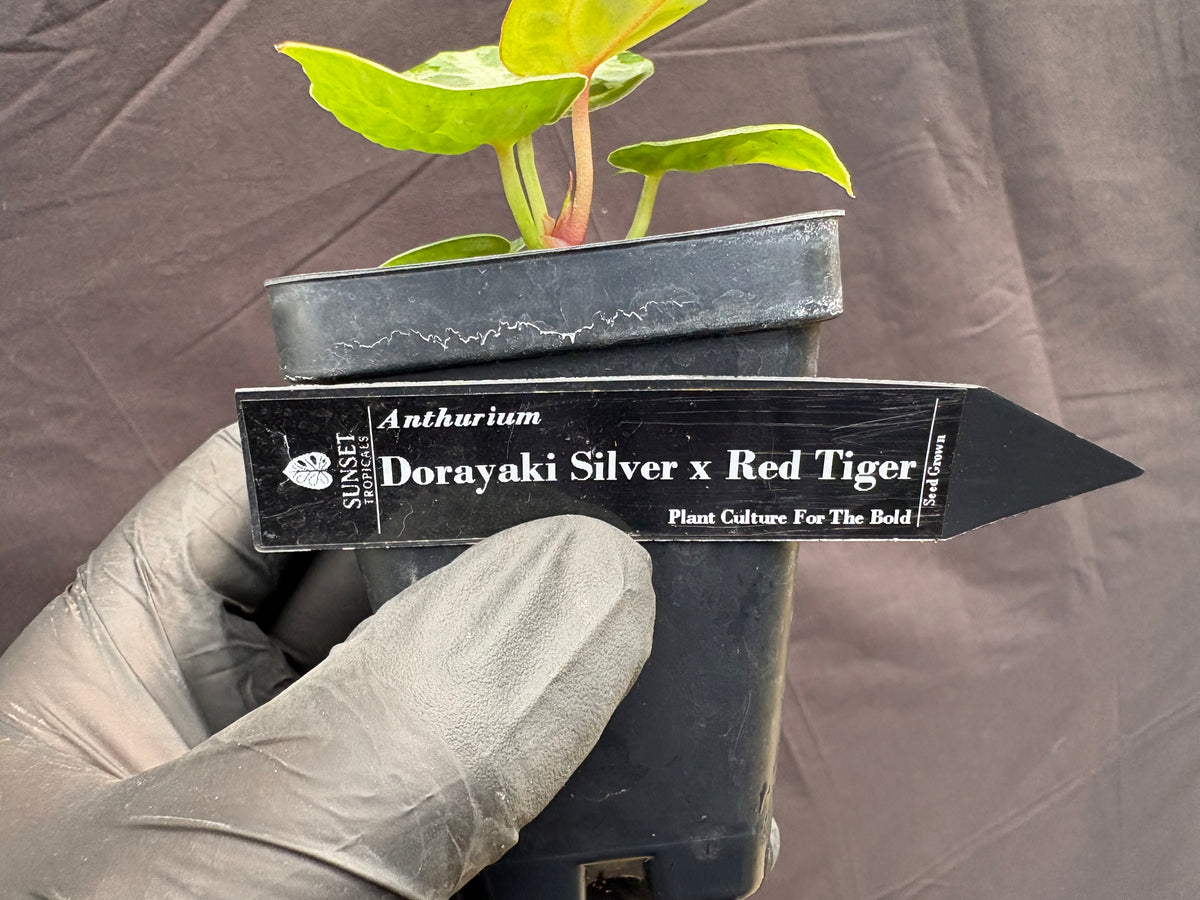 Anthurium Dorayaki Silver × Red Tiger (Seedling)