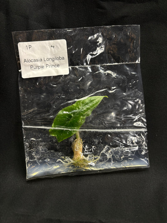 Alocasia Longiloba Purple Prince TC (in vitro)