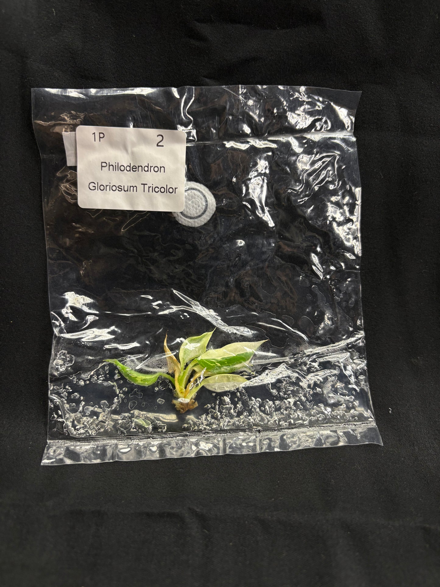 Philodendron Gloriosum Tricolor TC (In vitro)