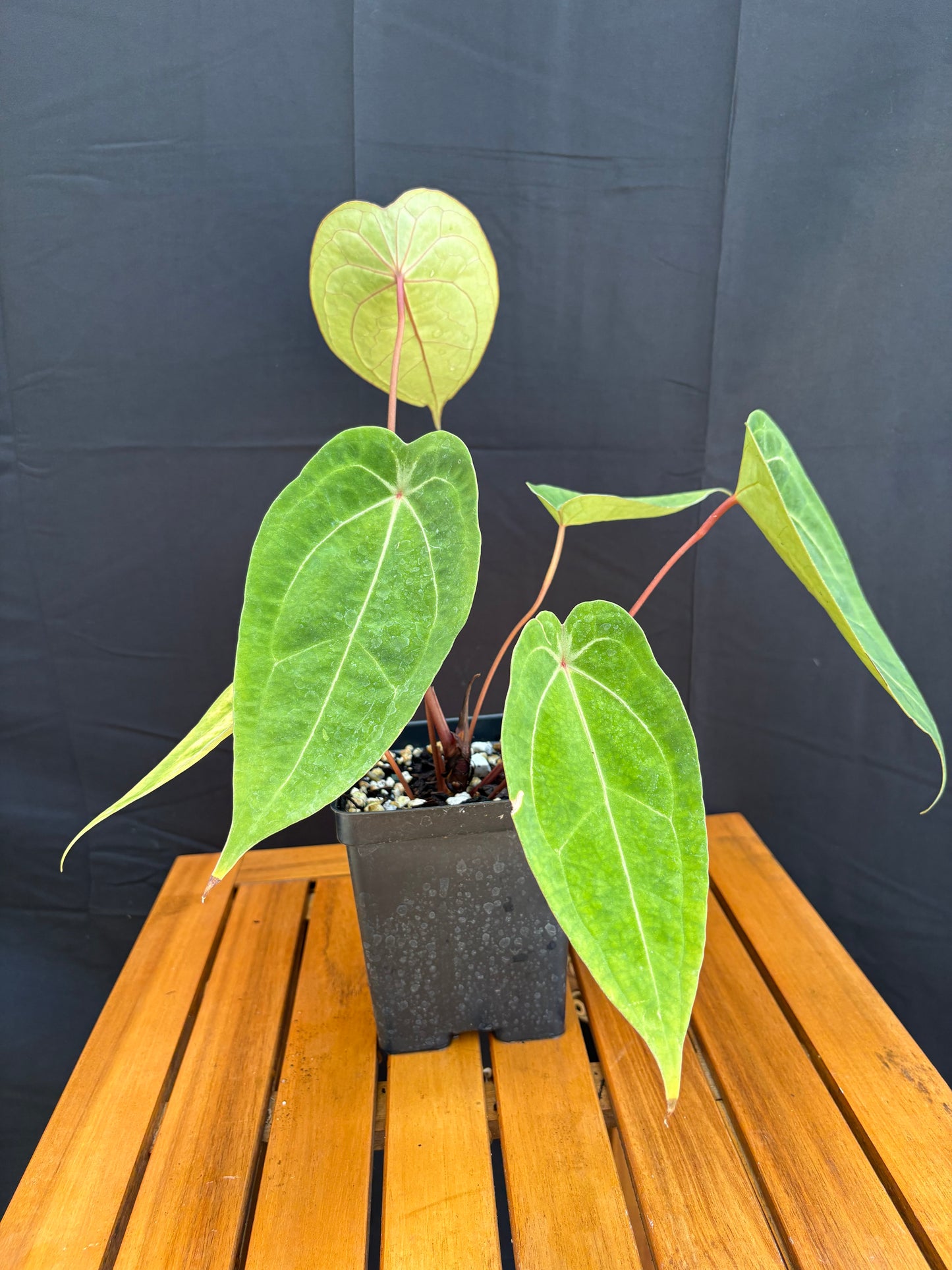Anthurium Red Spider