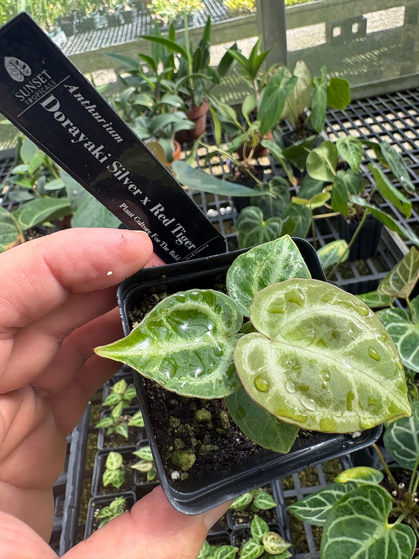 Anthurium Dorayaki Silver × Red Tiger (Seedling)