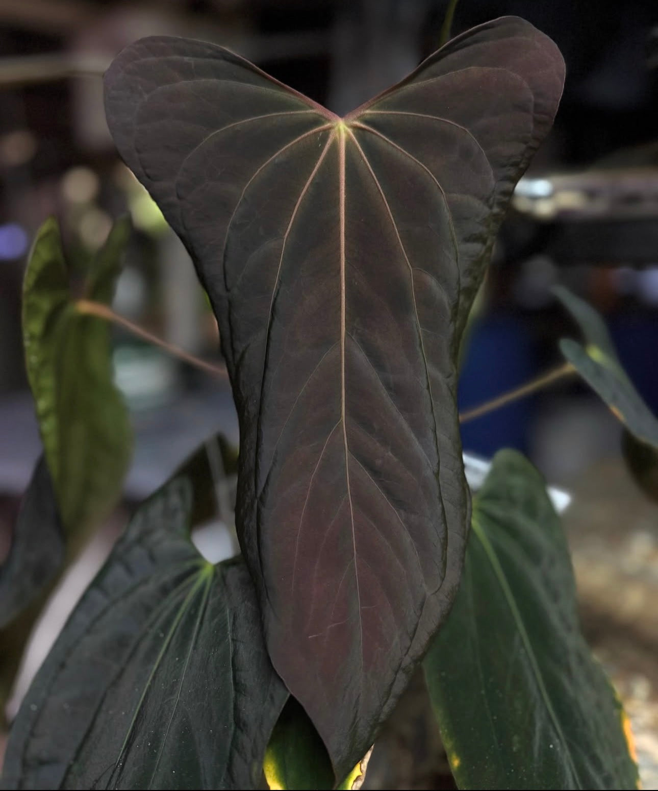 Anthurium Portillae ‘Indo Type’ (seedling)