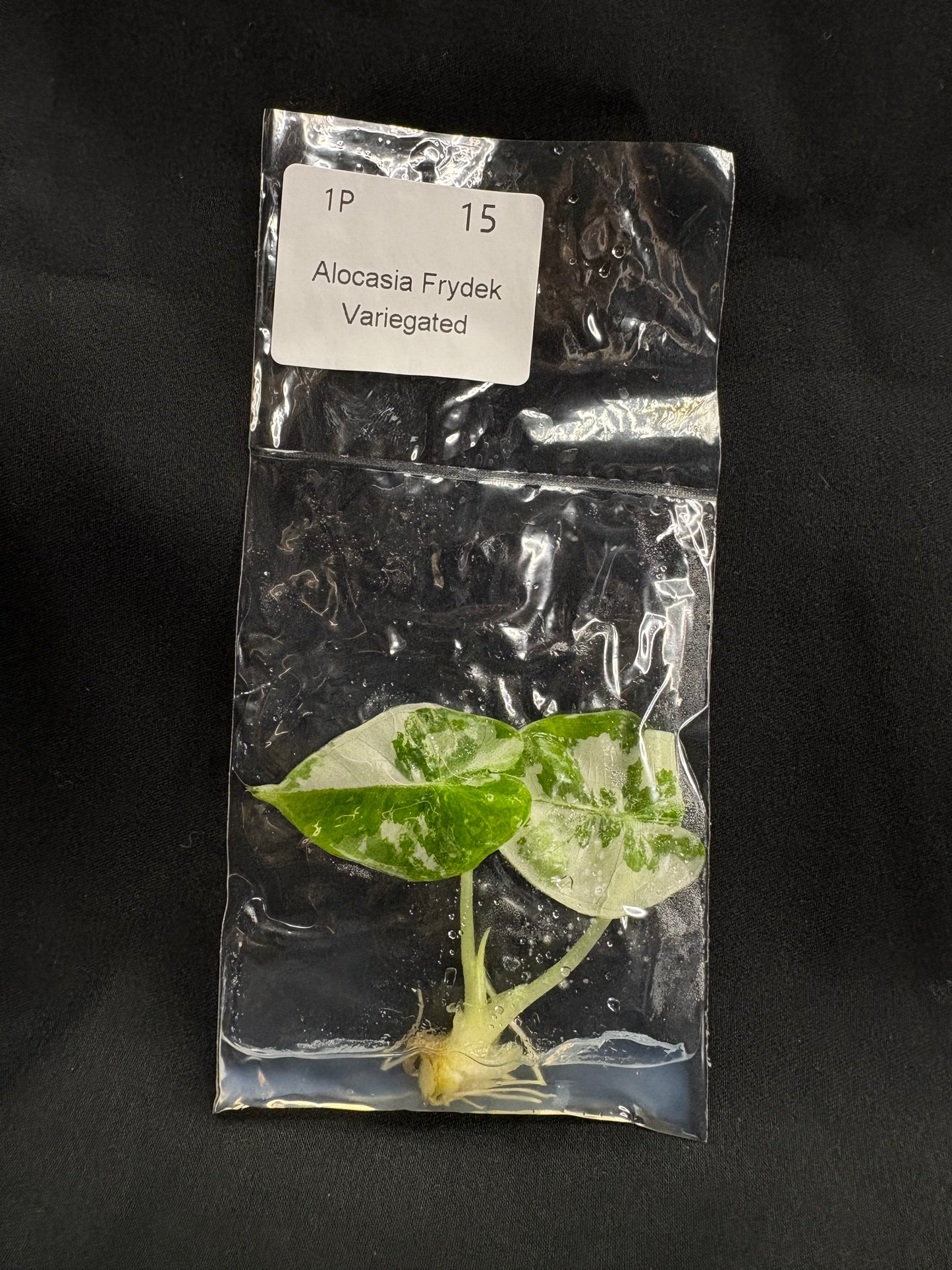 Alocasia Frydek variegated TC (in vitro)