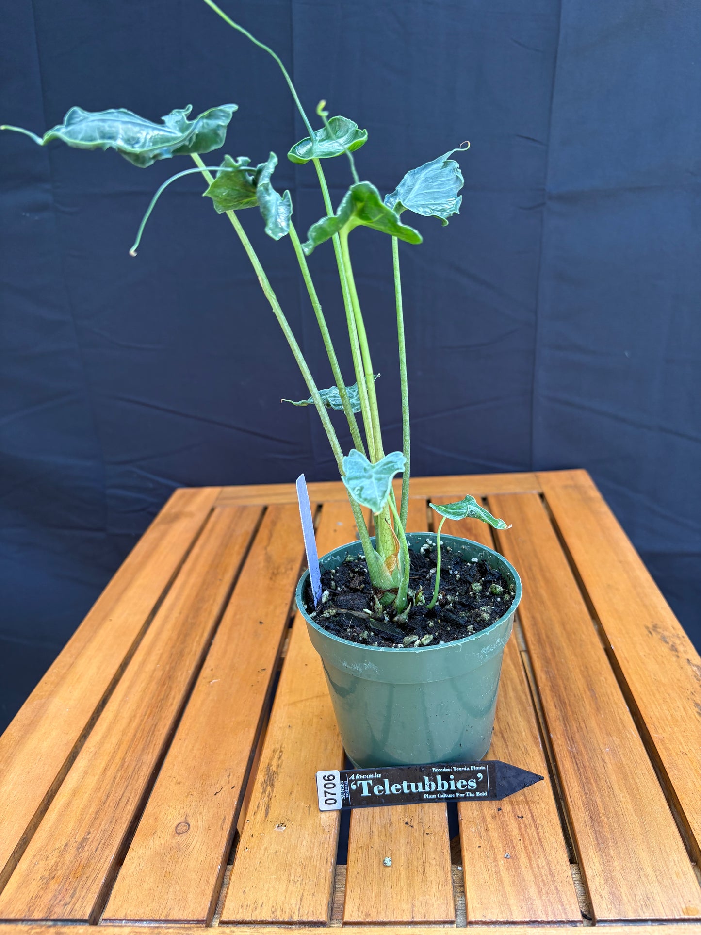 Alocasia Teletubbies
