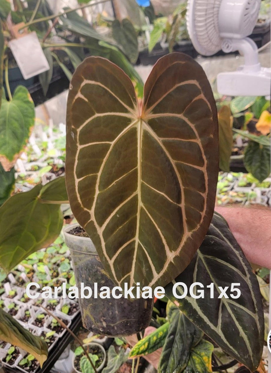 Anthurium carlablackiae OG1x5 x cerrocampanense