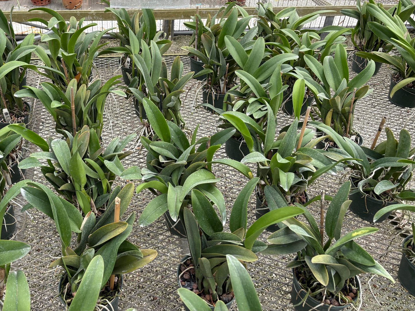 Orchid Rhyncholaeliocattleya Star of Siam ‘Apricot Glow’