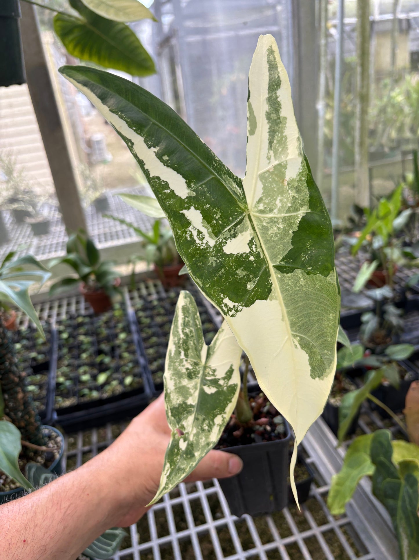 Alocasia Longiloba Variegated