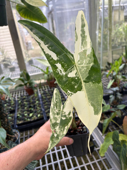 Alocasia Longiloba Variegated