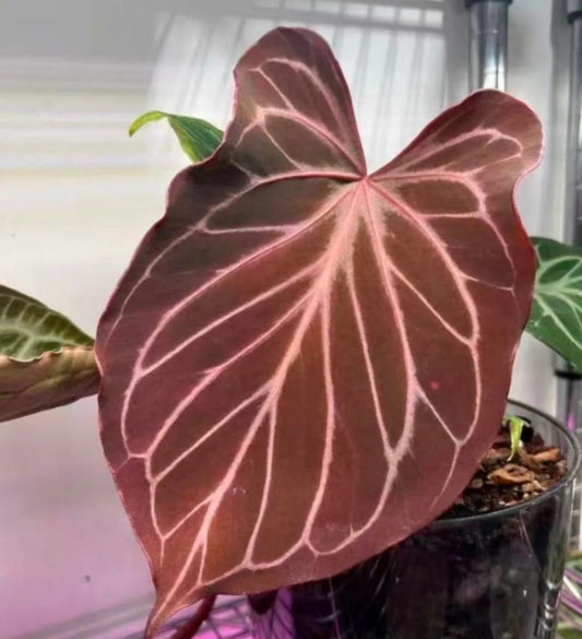 Anthurium KOS butterfly TC (in vitro)