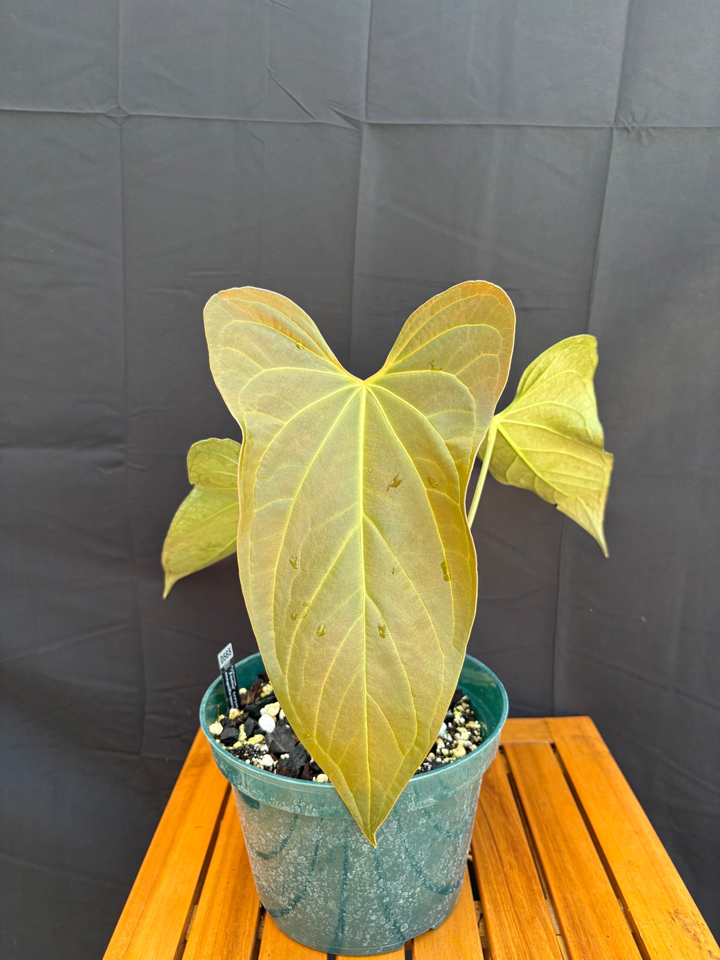 Anthurium ’Justin’