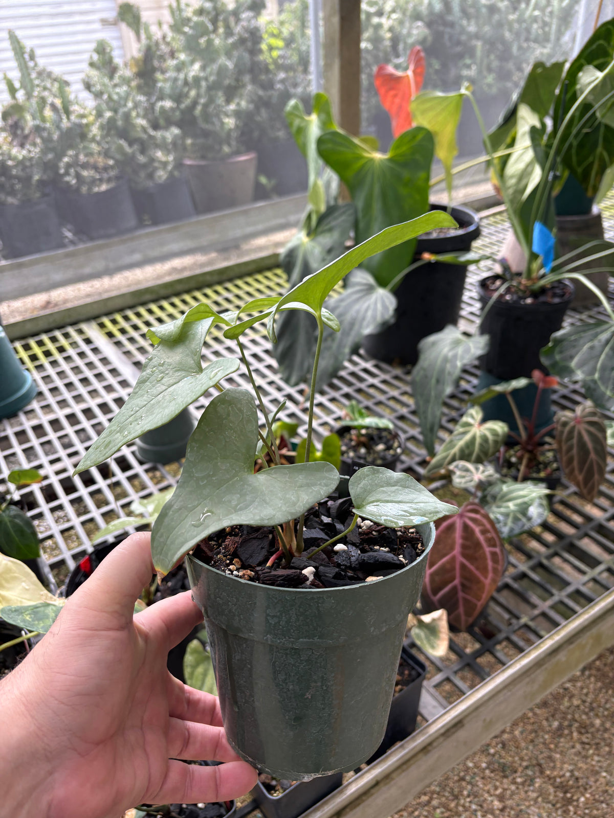SKG Anthurium diabloense