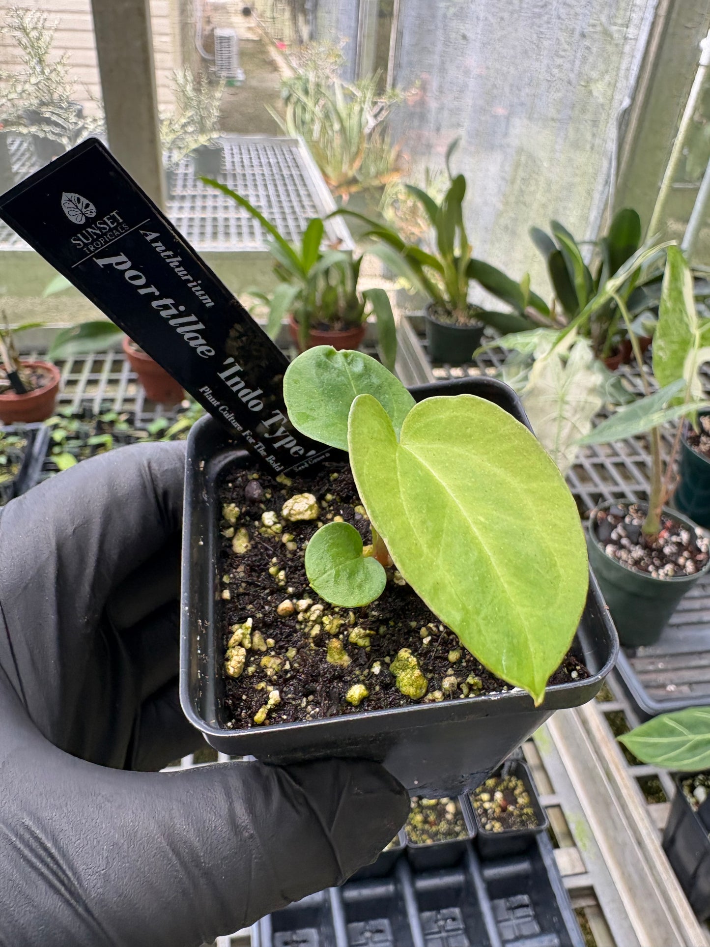 Anthurium seedling group W28