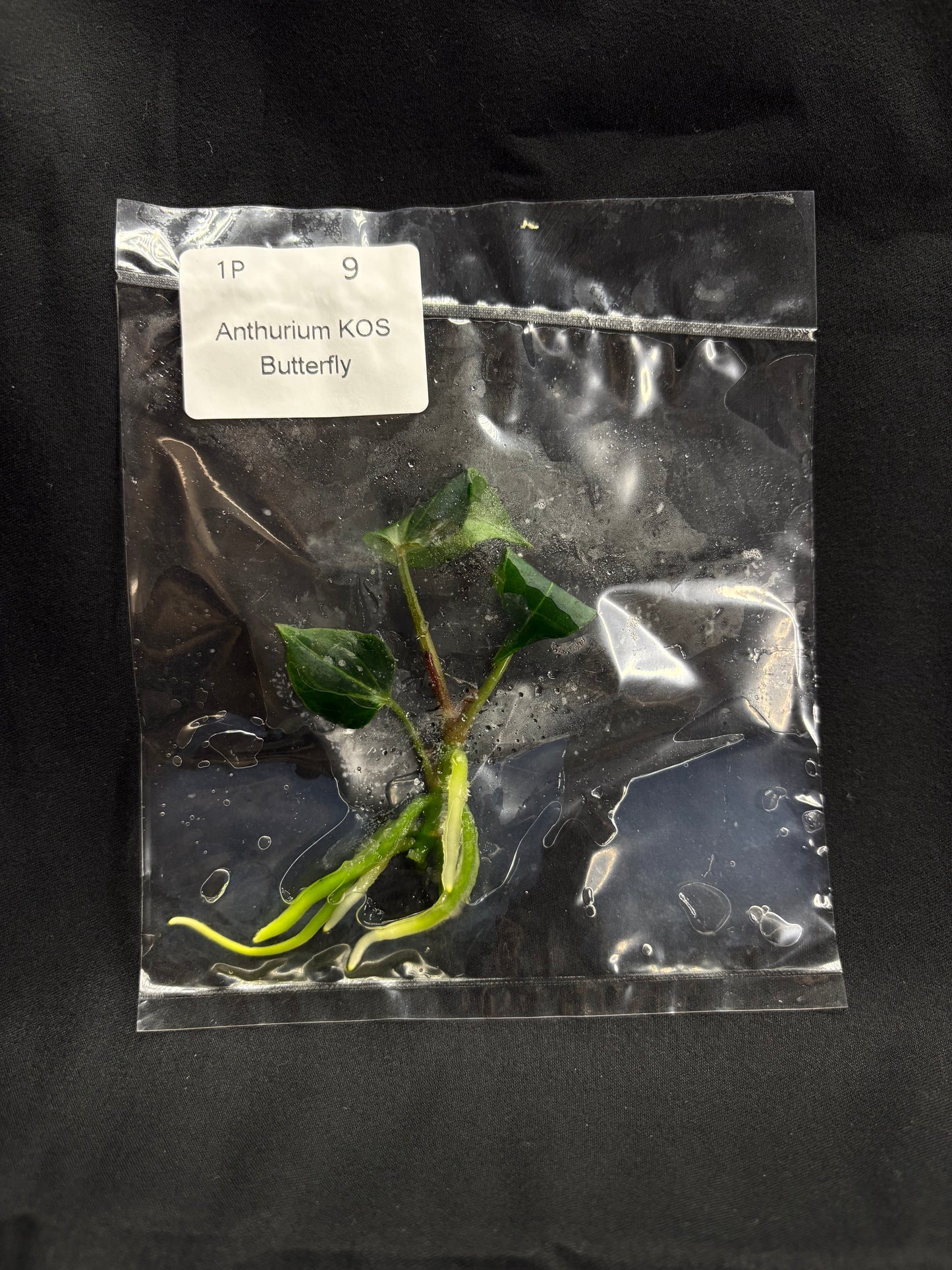Anthurium King of Spades Butterfly TC (in vitro)