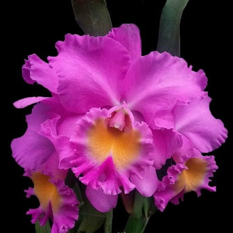 Orchid Rhyncholaeliocattleya Triumphal Coronation ‘Seto’ HCC/AOS