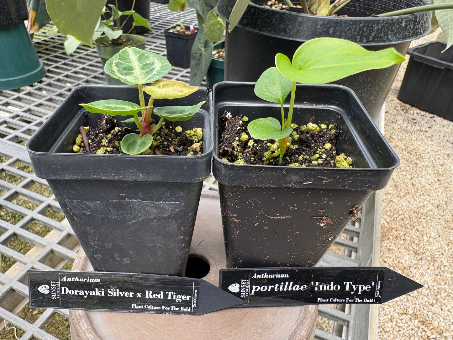 Anthurium seedling group W28