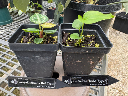 Anthurium seedling group W28