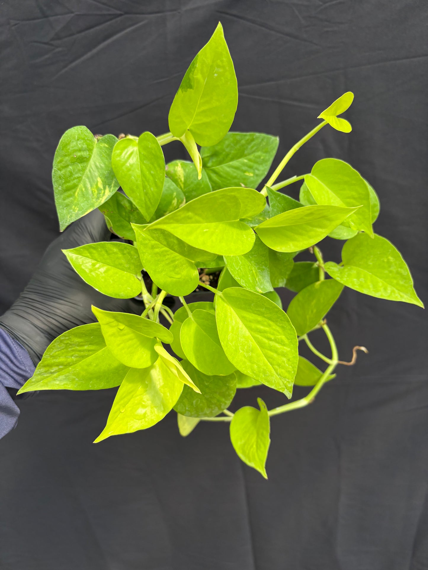 Epipremnum aureum ‘Neon Pothos’