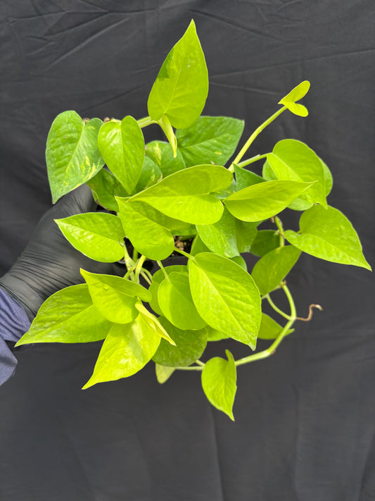 Epipremnum aureum ‘Neon Pothos’