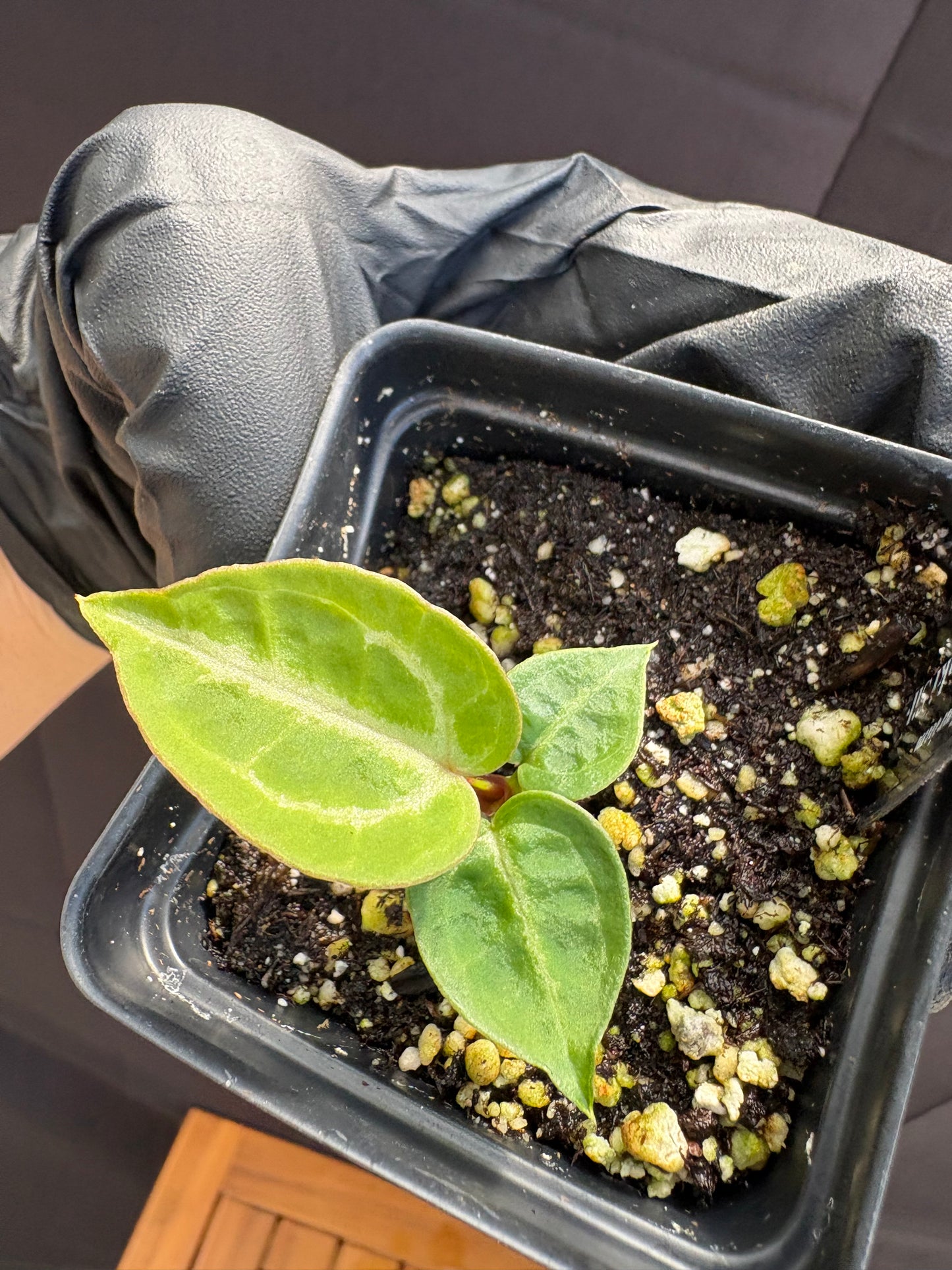 Anthurium Dorayaki Silver × Red Tiger