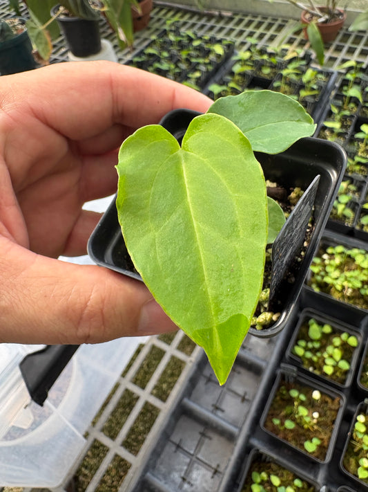 Anthurium portillae Indo Type (seedling)