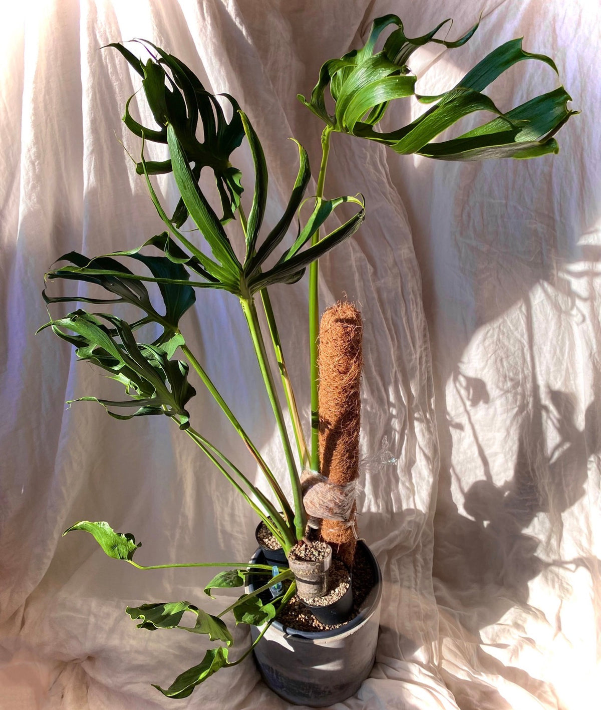 Monstera Deliciosa Unniiae TC (in vitro)