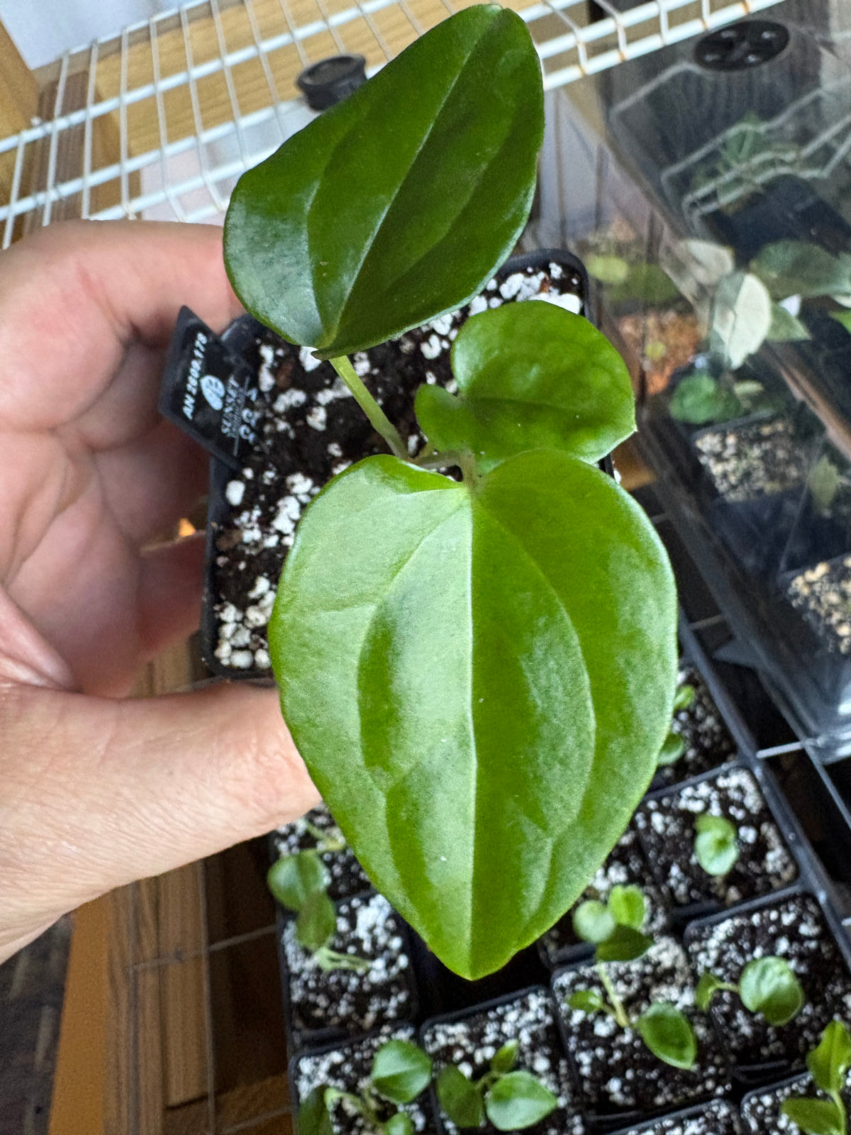 Anthurium carlablackiae OG1x5 x cerrocampanense