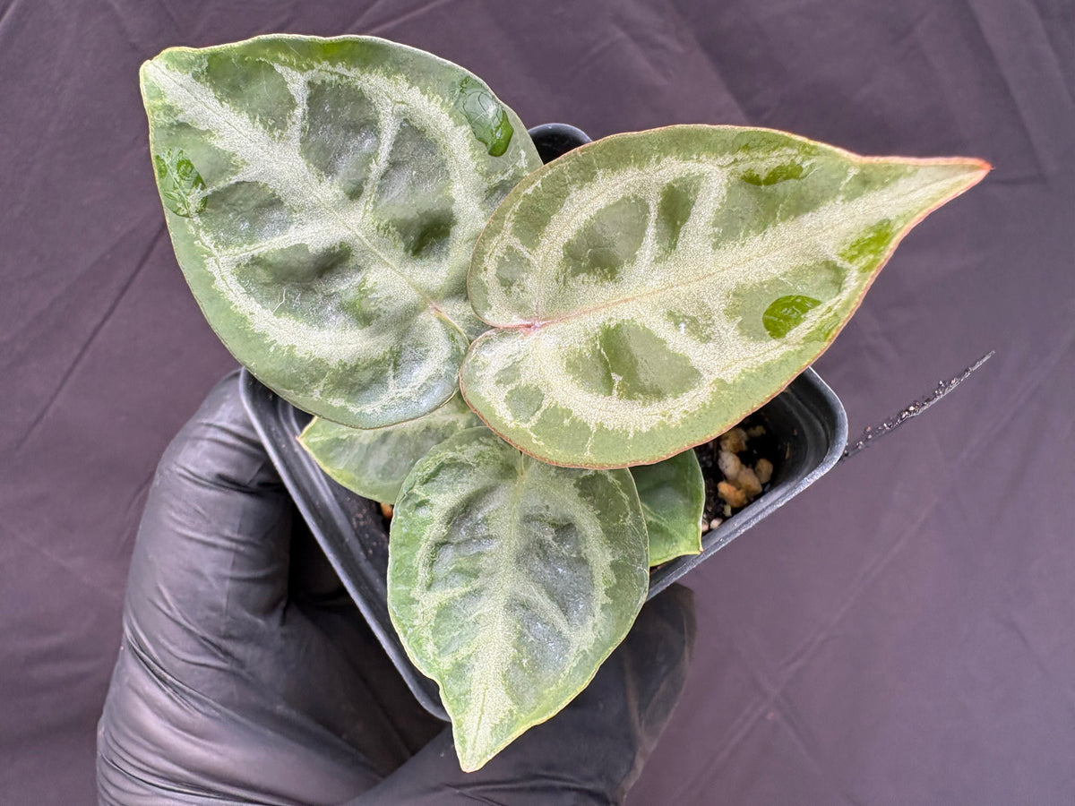 Anthurium Dorayaki Silver × Red Tiger (Seedling)