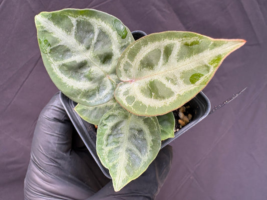 Anthurium Dorayaki Silver × Red Tiger (Seedling)