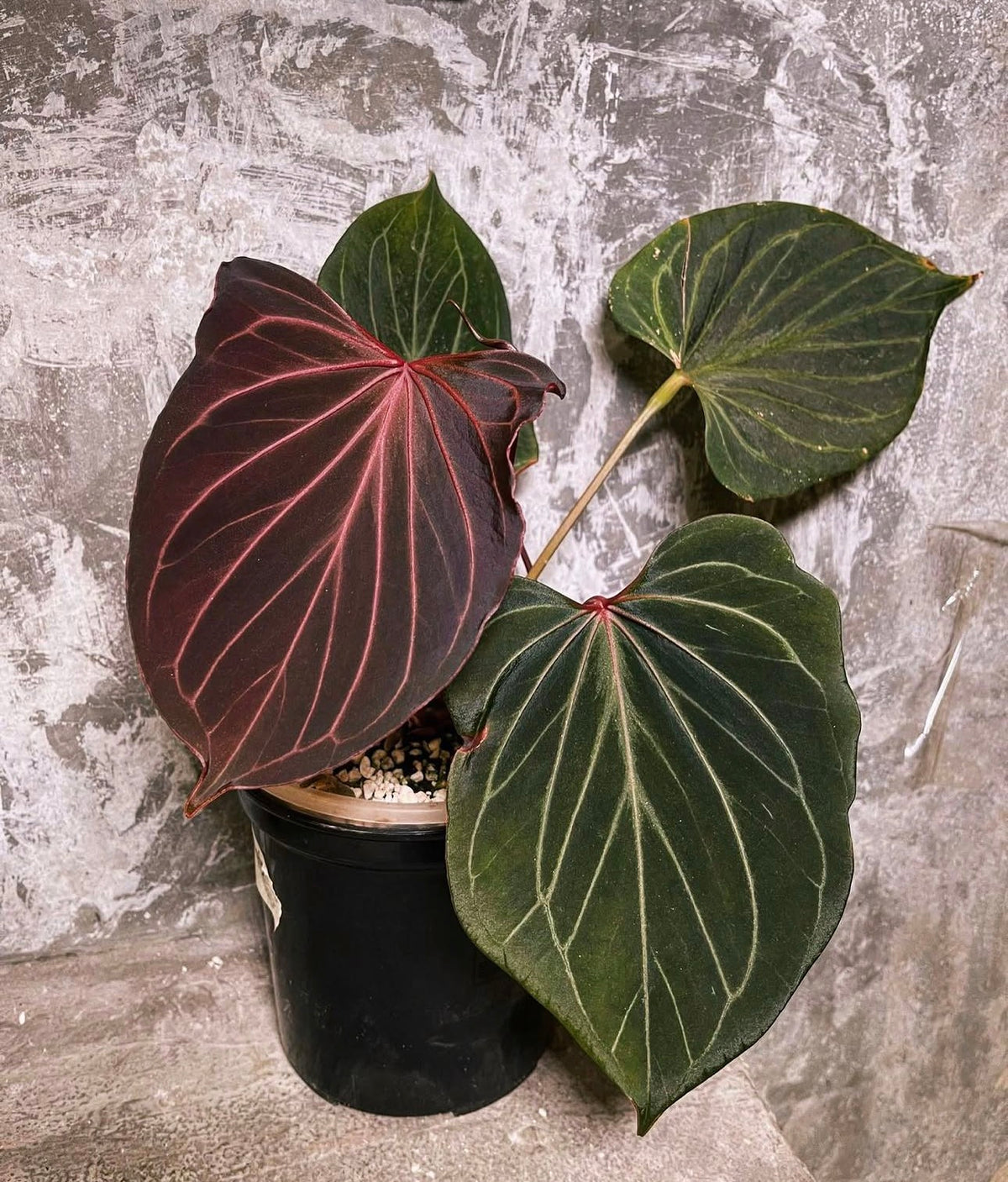 Anthurium KOS butterfly TC (in vitro)