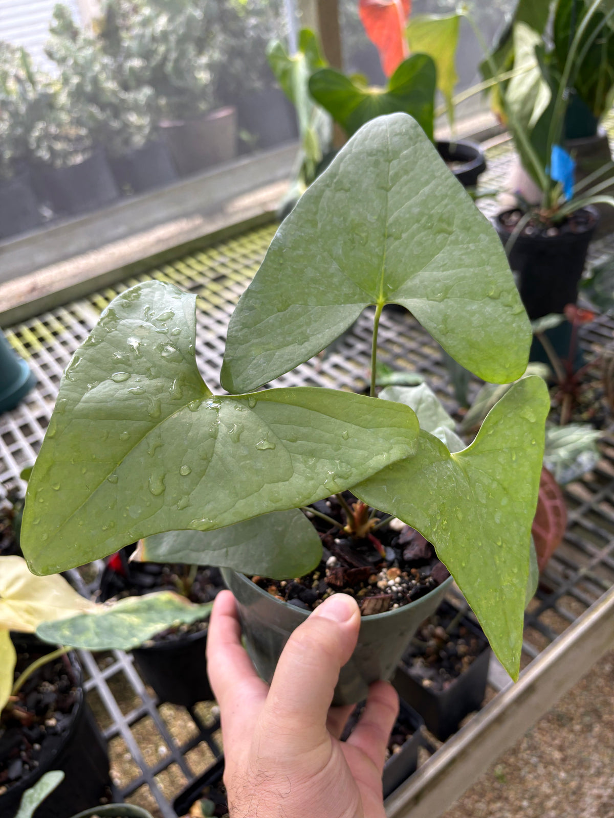 SKG Anthurium diabloense
