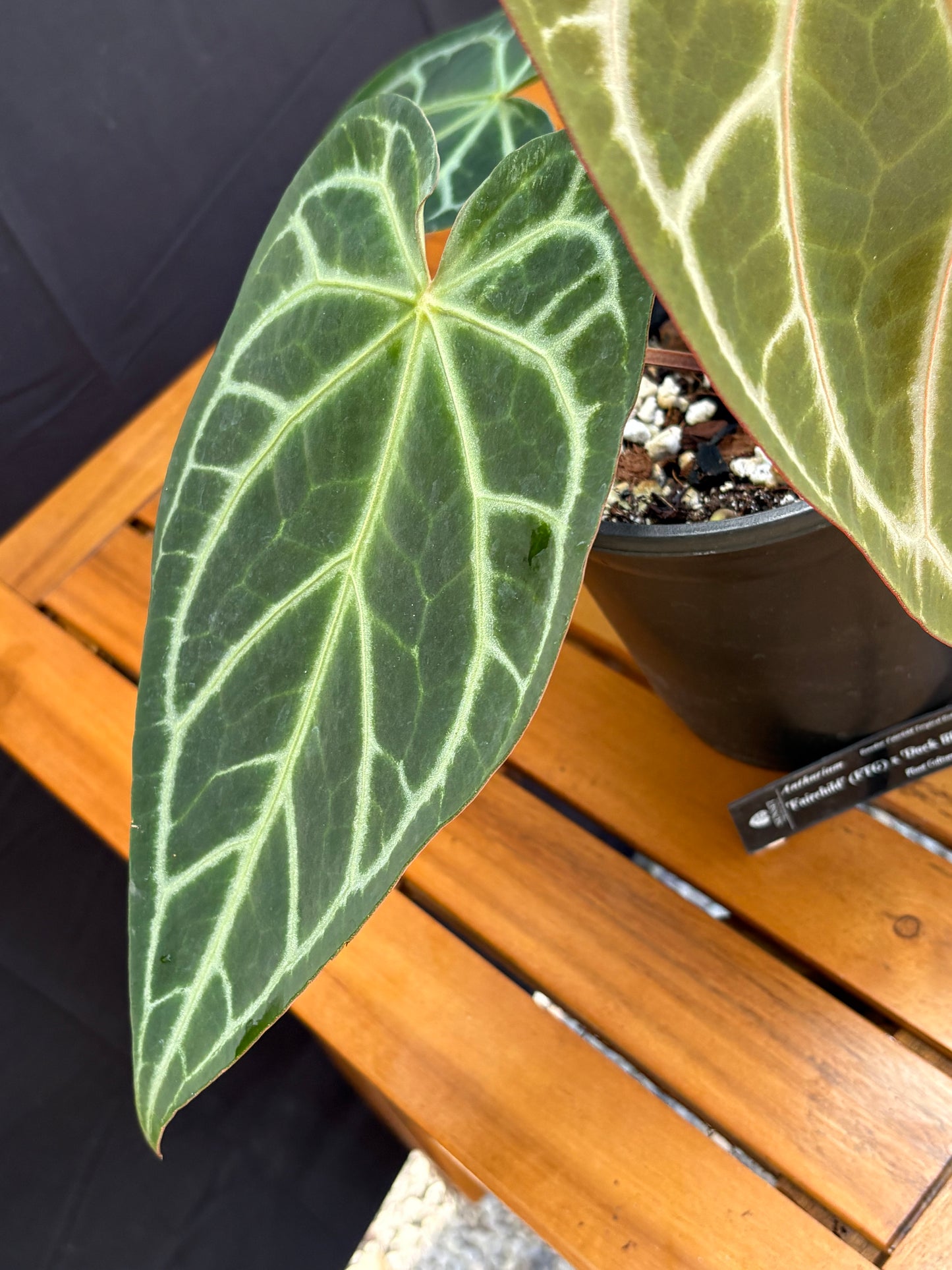 Anthurium Fairchild x Doc Block F2