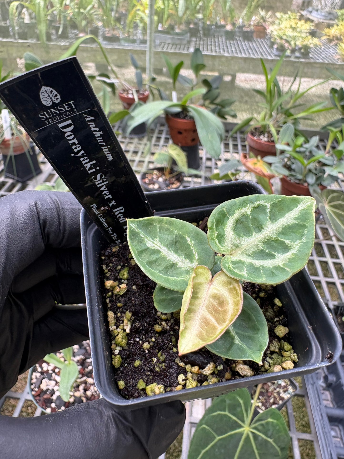 Anthurium seedling group W28
