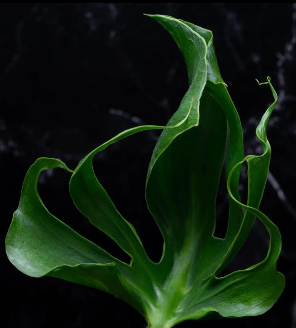 Monstera Deliciosa Unniiae TC (in vitro)