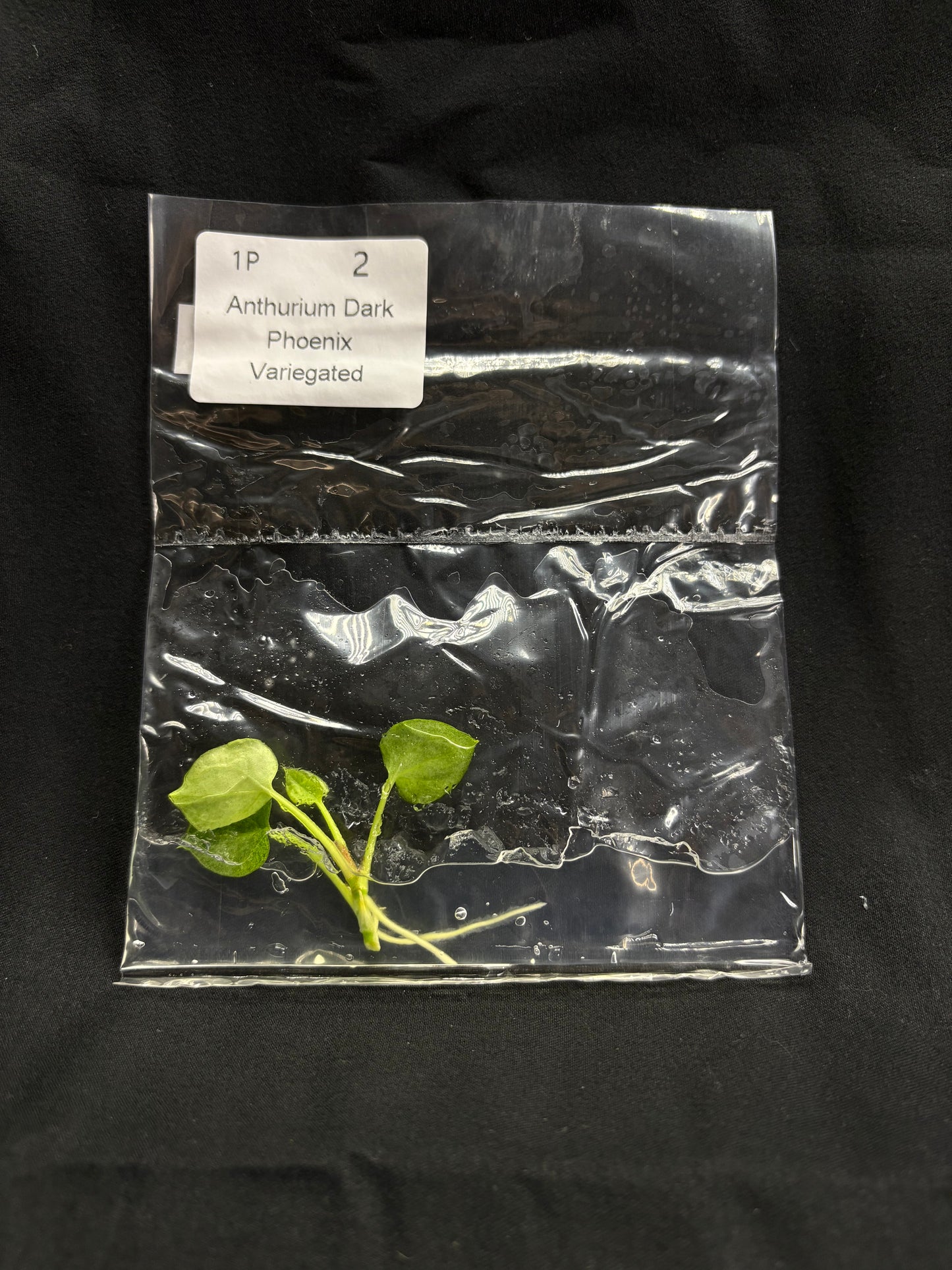 Anthurium Dark Phoenix Variegated TC (in vitro)