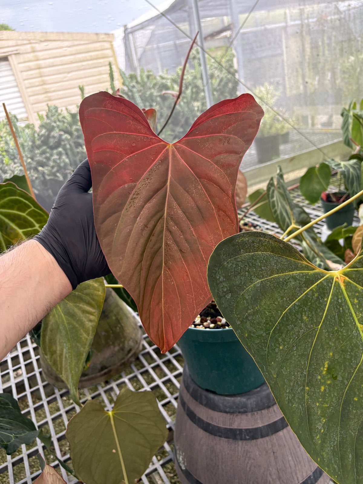 Anthurium Red Crystal x (Pap 'Soul Reaper’ x Sam’s Red)