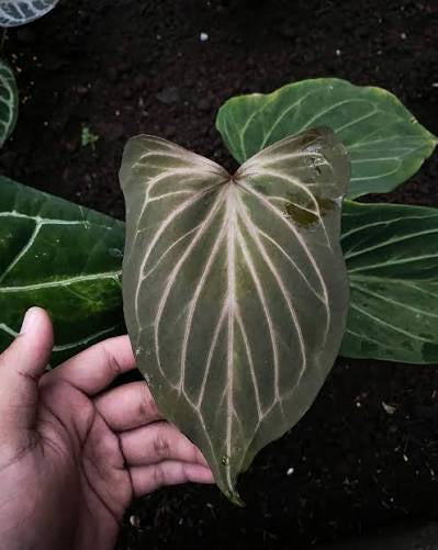 Anthurium King of Spades Butterfly TC (in vitro)
