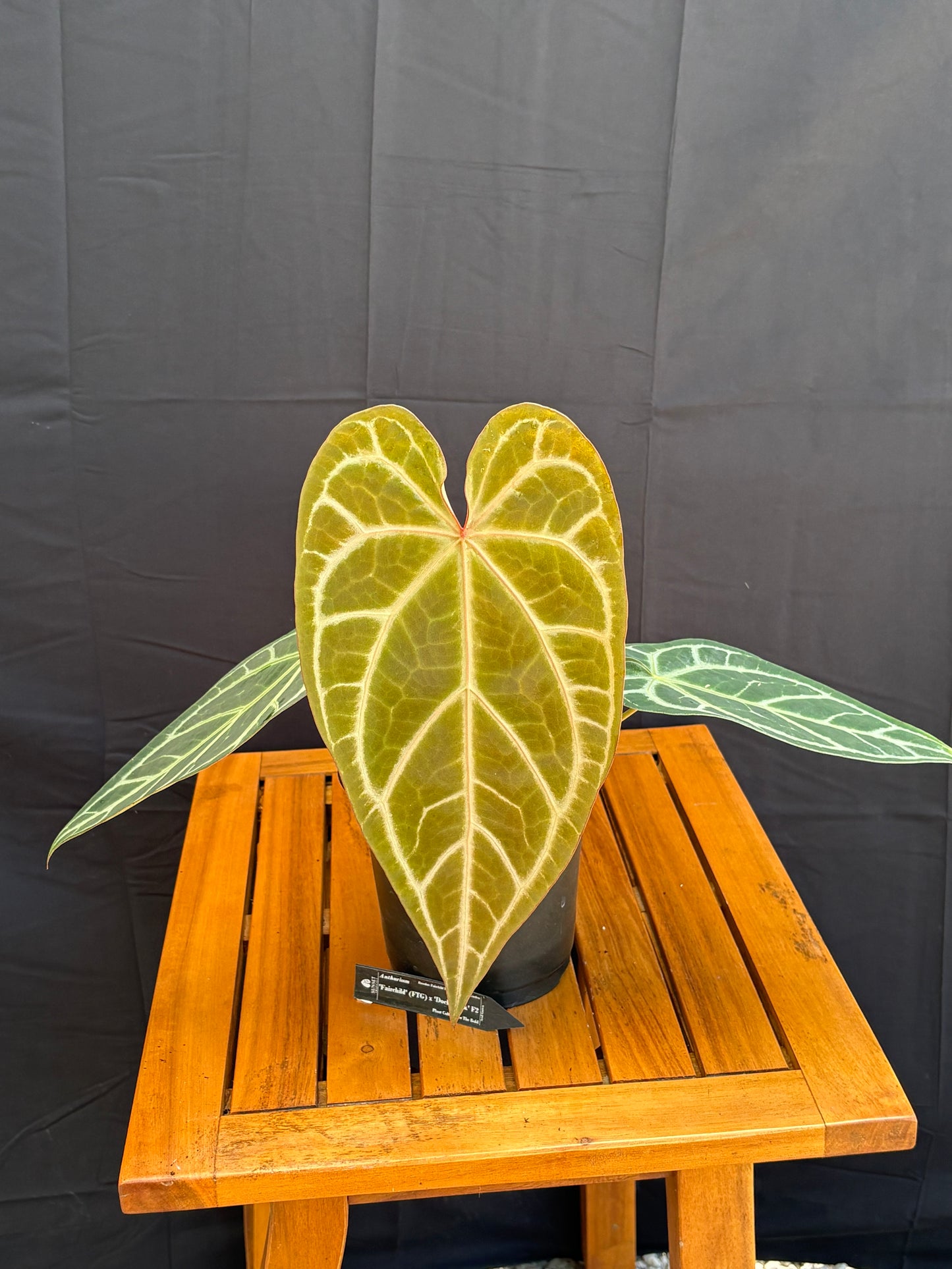 Anthurium Fairchild x Doc Block F2