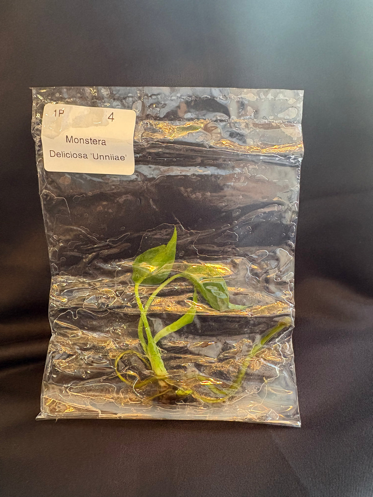 Monstera Deliciosa Unniiae TC (in vitro)