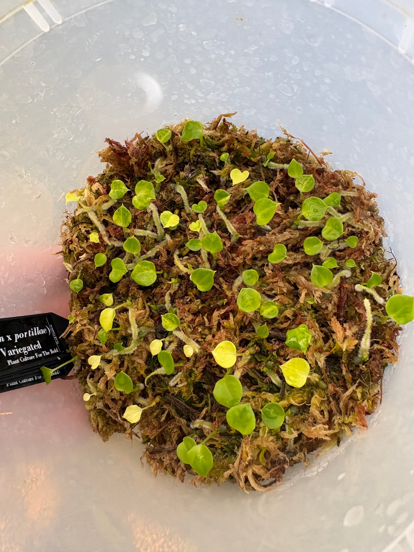 Community pot (Pap x Portillae) x Fort Sherman variegated ~65 plants