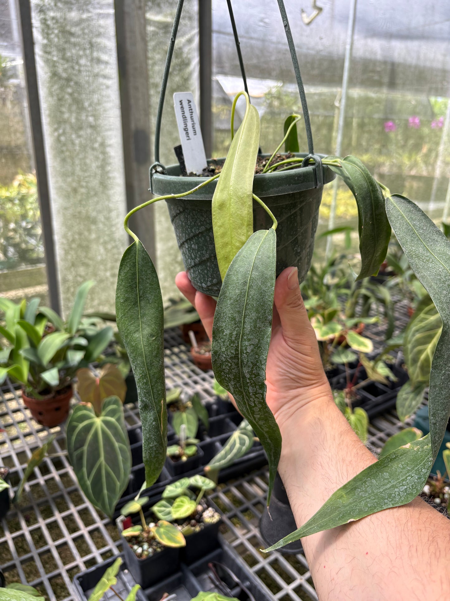 SKG Anthurium wendlingeri