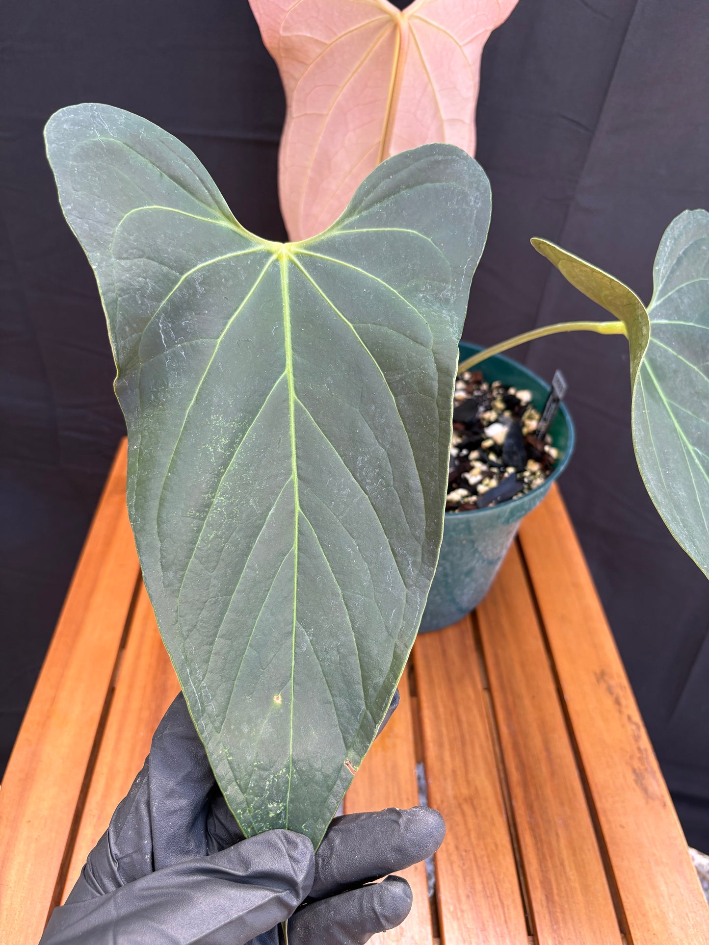 Anthurium ’Justin’
