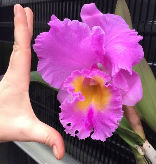 Orchid Rhyncholaeliocattleya Triumphal Coronation ‘Seto’ HCC/AOS